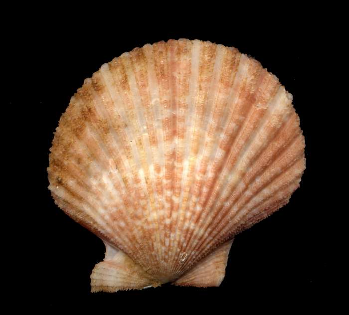 Aequipecten  opercularis